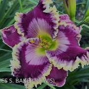 Lewis Daylily Garden The Best Of The 2024 Season