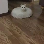 Cat Roomba HD