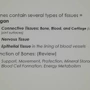 Chapter 6 Bone Tissue