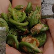Pickin Fiddleheads