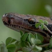 Pythons Hatching In Florida 02 Time Lapse Spee X2
