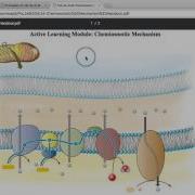 Principles Of Life 2e Active Learning Module Demo