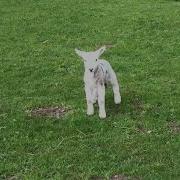 Cute Baby Lamb Has A Loud Baa