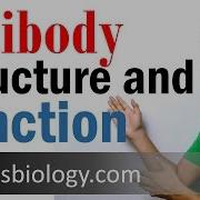 Antibody Structure And Function