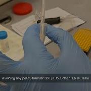 Laboratory Protocol For Isolating EDNA From Sterivex Filters