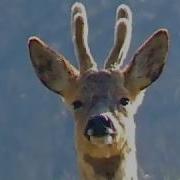 Wildlife In Dorset Slideshow