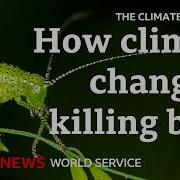 What Happens When Climate Change Impacts Insects The Climate Question Podcast BBC World Service
