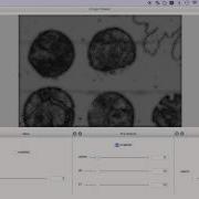 Image Viewer Workflow