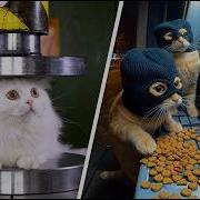 Cats Being Weird