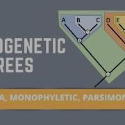 READING PHYLOGENETIC TREES ALL ABOUT SISTER TAXA MONOPHYLETIC GROUPS PARSIMONY