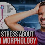 Don T Stress About Sperm Morphology What It Means For IUI And IVF