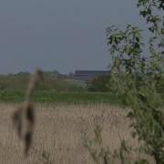 Good Bittern Bird In Low Flight At RSPB Lakenheath Fen 5may18 101p
