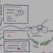 Systemic Lupus Erythematosus SLE Signs And Symptoms Pathophysiology Investigations Treatment