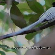 Long Tailed White Morph PARADISE FLYCATCHER Flying Hunting