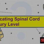 Spinal Cord Vs Vertebral Levels Mapping Explained