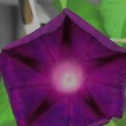 Morning Glory Flower Closing