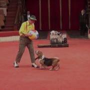 Yakuboskie Ru DogShow Clown With Dogs Moscow Circus Клоун с собачками