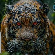 Amazing 4K Video ULTRA HD 240 FPS Dolby Vision 8K 4K Video TV