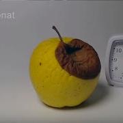 Time Lapse Video Of An Apple Rotting At 20 C