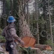 How To SWING A Tree With A DUTCHMAN