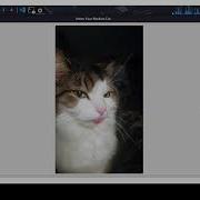 Build A Random Cat Image Viewer In Python Fun GUI With Tkinter Cataas API