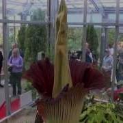 Denver Botanic Gardens Corpse Flower Bloom Beckons Early Morning Visitors Long Waits