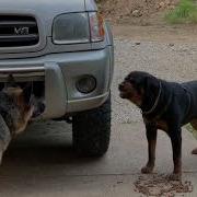 Aggressive One Year Old Rottweiler Challenges Alpha German Shepherd