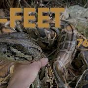 Finding Python Nests In South Florida