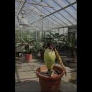 Cornell Titan Arum Collapse