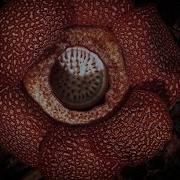 Цветок труп воняет смертью Зелёная планета BBC Земля