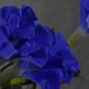 Blooming Morning Glory Time Lapse