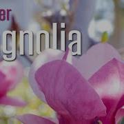 Магнолия блюдцевидная Magnolia X Soulangeana восхитительное дерево для небольшого пространства