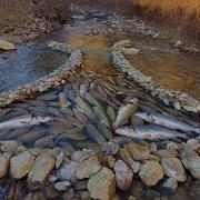 Most İnteresting Fishing Technique Unbelievable Big Fish
