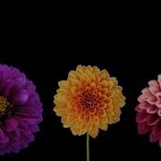 Blooming Flowers Timelapse