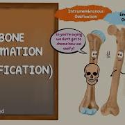 Ossification Bone Formation Histogenesis Of Bone Bone Histology Embryology Of The Skeleton