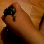 красивый двуглавый дракон
