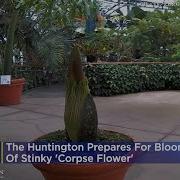 The Huntington Prepares For Bloom Of Stinky Corpse Flower