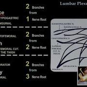 Lumbar Plexus Everything You Need To Know Dr Nabil Ebraheim