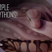 Egg To Shed How To Make A Purple Ball Python Snake BallPython Reptiles