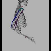 Arm Movement With OpenSim