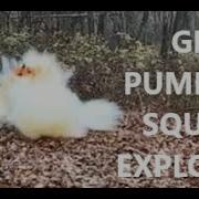 Giant Pumpkin Explodes