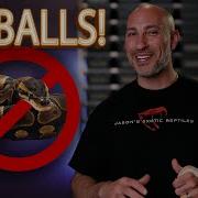 Top 5 Pet Pythons Boas That Aren T Ball Pythons