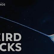 Lacrymaria Vicious Long Necked Predators