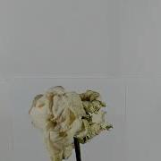 Withering Of Flower White Rose Time Lapse