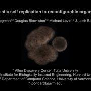 Kinematic Self Replication In Reconfigurable Organisms Movie S1