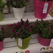 2016 Spring Trials Royal Van Zanten