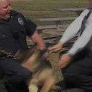 Untamed And Uncut Attack Dog Bites Reporter