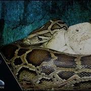 Incubating Python Covers Eggs 01