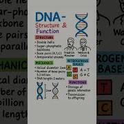DNA Structure And Function