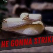 The Basics Of Snake Behavior